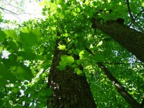 Stamm einer Baumhasel mit vielen hellgrünen Blättern