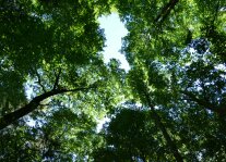 Baumkronen mit grünem Lauf von unten in den Himmel fotografiert