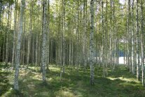 Ein Wald mit weißen Stämmen der Birke, auf dem Waldboden Moos